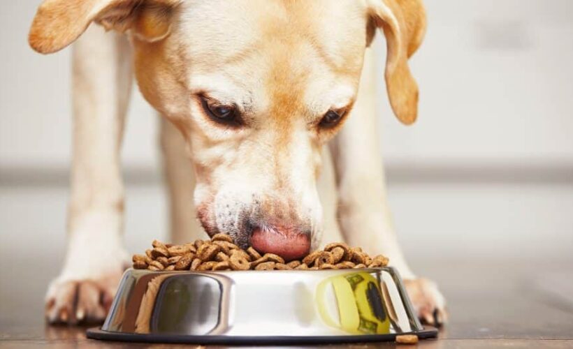Σκύλος που τρώει | Ευβοϊκή Ζωοτροφική